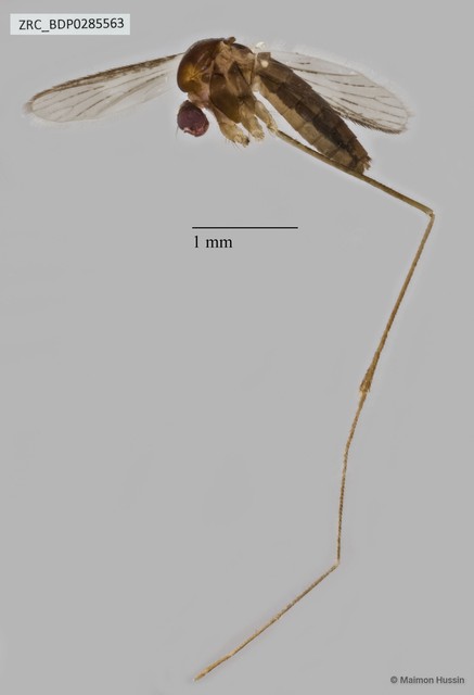 Culicidae sp. "ZRCBDP0285563" • © Maimon Hussin • All Rights Reserved