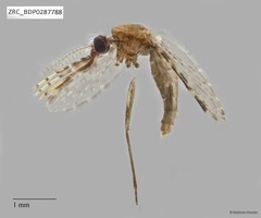 Culicidae sp. "ZRCBDP0287788" • © Maimon Hussin • All Rights Reserved