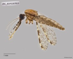 Culicidae sp. "ZRCBDP0287788" • © Maimon Hussin • All Rights Reserved