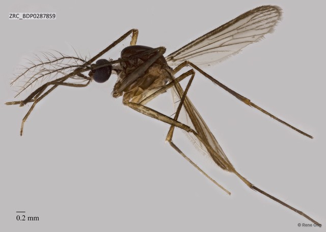 Culicidae sp. "ZRCBDP0287859" • © Rene Ong • All Rights Reserved