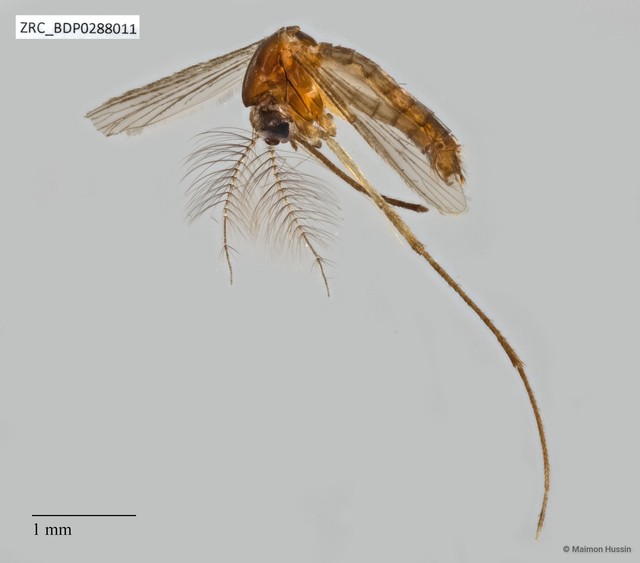 Culicidae sp. "ZRCBDP0288011" • © Maimon Hussin • All Rights Reserved