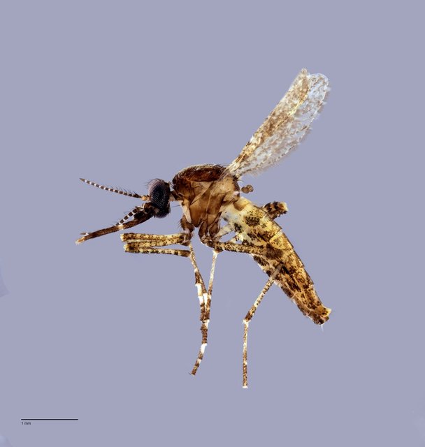 Aedeomyia catasticta • © Arina Adom • All Rights Reserved