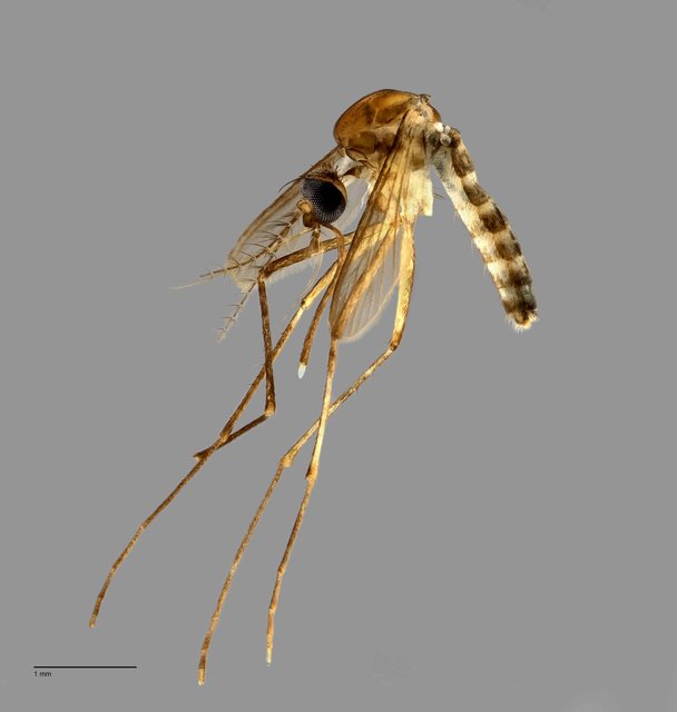 Aedes sp. "ZRCBDP0009685" • © Arina Adom • All Rights Reserved