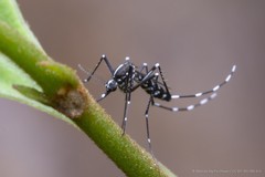 Aedes (Stegomyia) albopictus