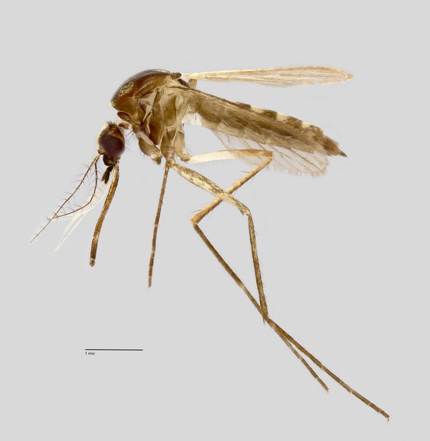 Aedes (Neomelaniconion) lineatopennis • © Arina Adom • All Rights Reserved