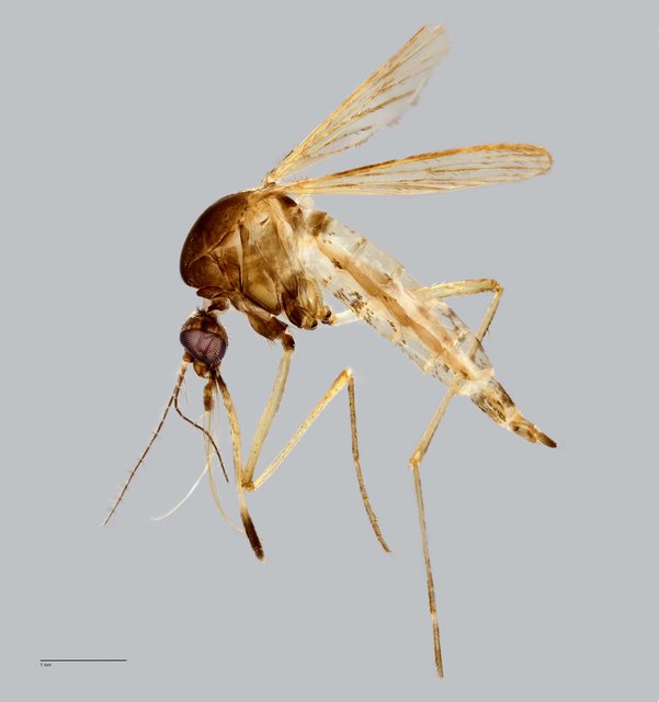 Aedes (Aedimorphus) vexans • © Arina Adom • All Rights Reserved