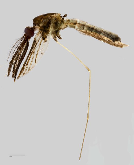 Anopheles (Anopheles) barbirostris • © Arina Adom • All Rights Reserved