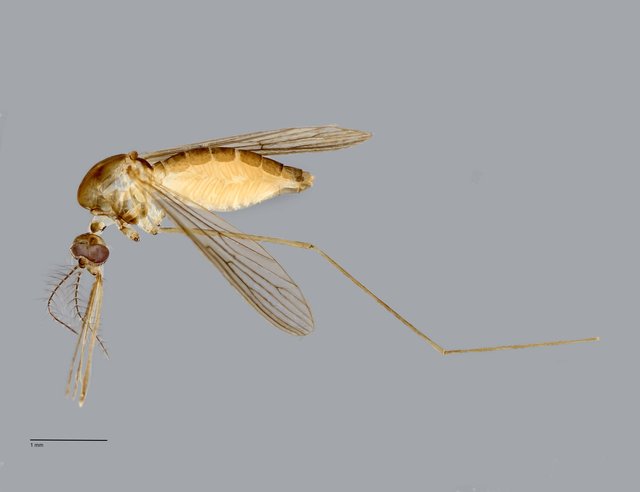 Anopheles (Anopheles) fragilis • © Arina Adom • All Rights Reserved