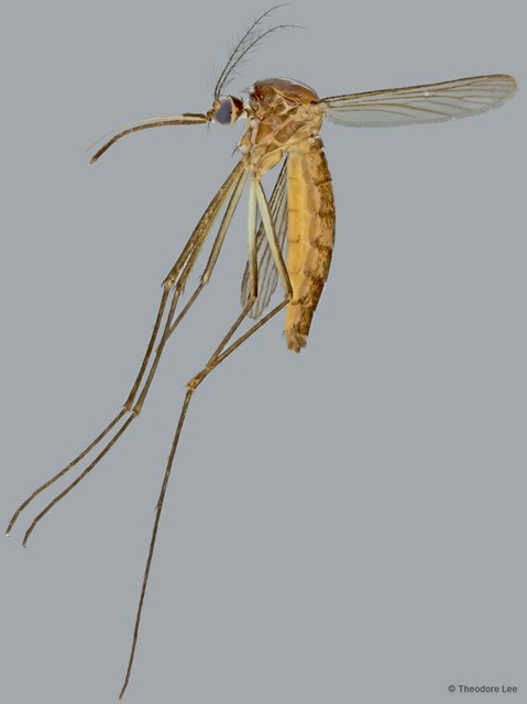 Armigeres sp. "ZRCBDP0010066" • © Theodore Lee • All Rights Reserved