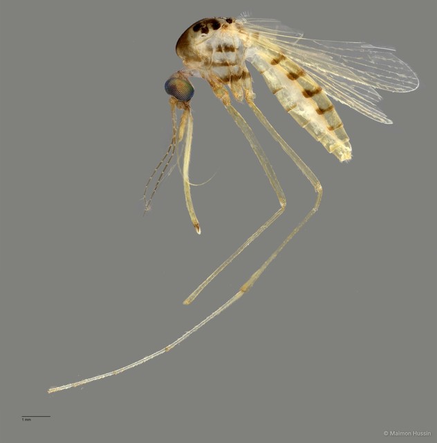 Coquillettidia (Coquillettidia) nigrosignata