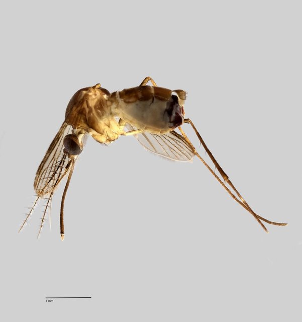 Culex (Lophoceraomyia) sp. "ZRCBDP0011222" • © Arina Adom • All Rights Reserved