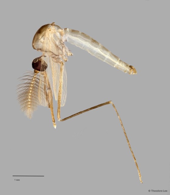 Culex brevipalpis • © Theodore Lee • All Rights Reserved