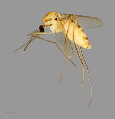 Culex (Culiciomyia) nigropunctatus • © Arina Adom • All Rights Reserved