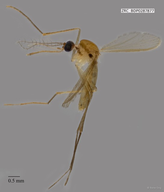 Culex (Culiciomyia) nigropunctatus