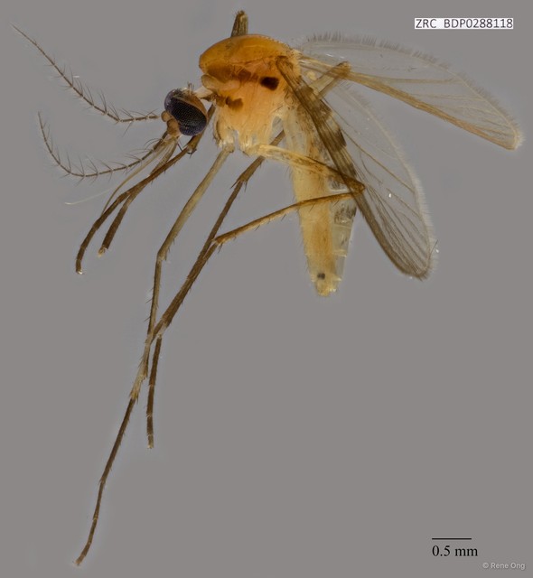 Culex (Culiciomyia) nigropunctatus