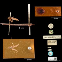 Mansonia (Mansonioides) dives • © Wan FA Jusoh • CC BY 4.0