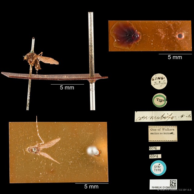 Mansonia (Mansonioides) dives • © Wan FA Jusoh • CC BY 4.0