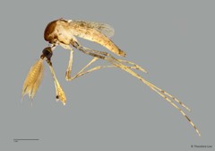 Mimomyia sp. "ZRCBDP0009461"