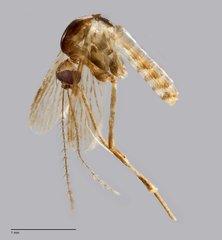 Mimomyia sp. "ZRCBDP0009512"