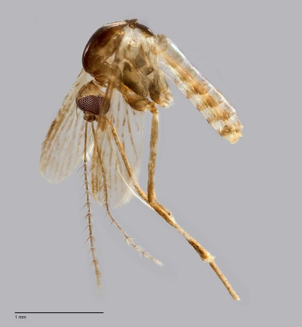 Mimomyia sp. "ZRCBDP0009512" • © Arina Adom • All Rights Reserved
