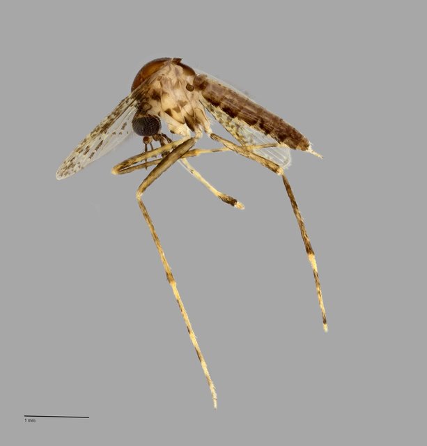 Mimomyia sp. "ZRCBDP0010645" • © Arina Adom • All Rights Reserved