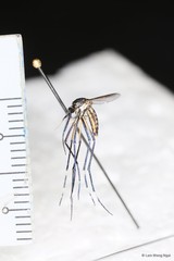 Toxorhynchites (Toxorhynchites) acaudatus