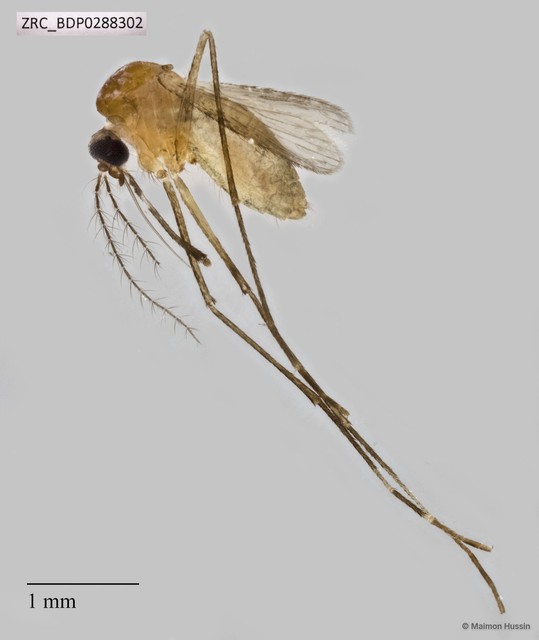 Uranotaenia sp. "ZRCBDP0010046"
