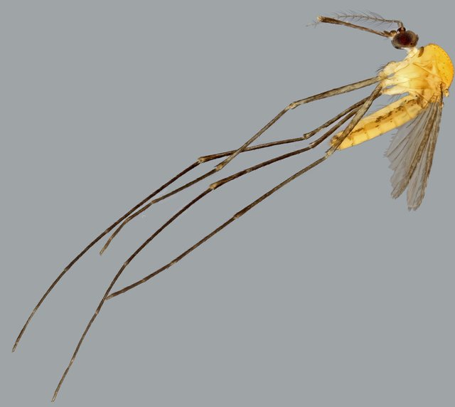 Uranotaenia sp. "ZRCBDP0011431" • © Arina Adom • All Rights Reserved
