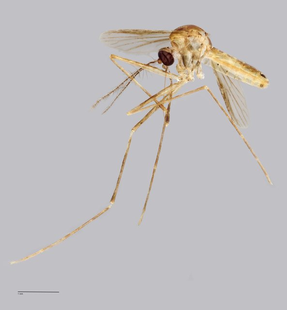 Uranotaenia sp. "ZRCBDP0011627" • © Arina Adom • All Rights Reserved