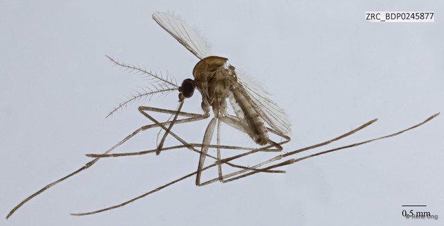 Uranotaenia sp. "ZRCBDP0210394"