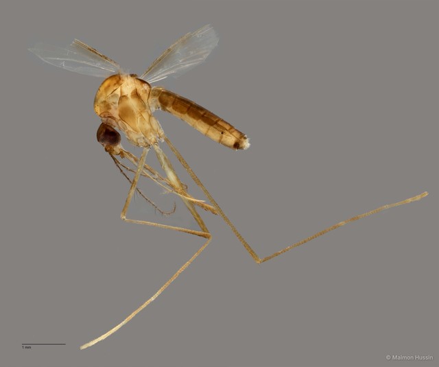 Uranotaenia micans