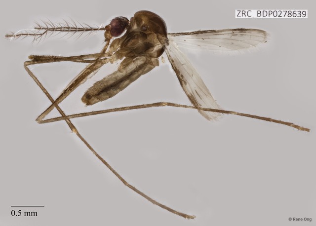 Uranotaenia micans