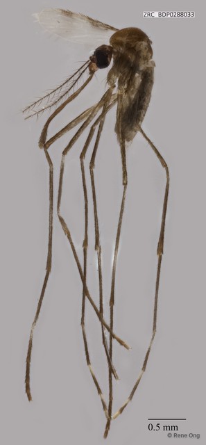 Uranotaenia micans
