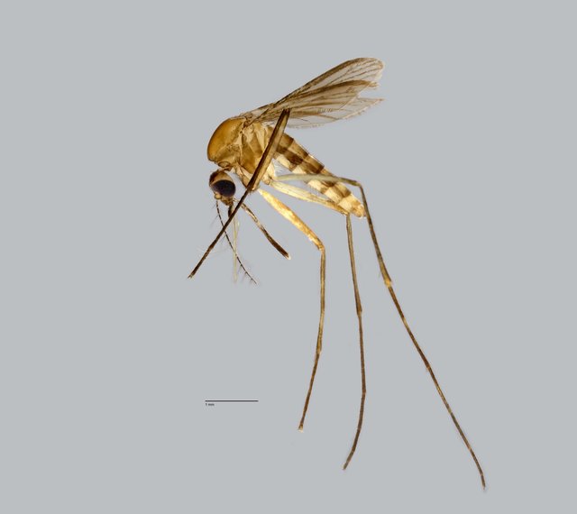 Verrallina butleri