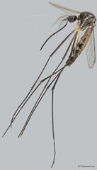 Zeugnomyia gracilis • © Theodore Lee • All Rights Reserved