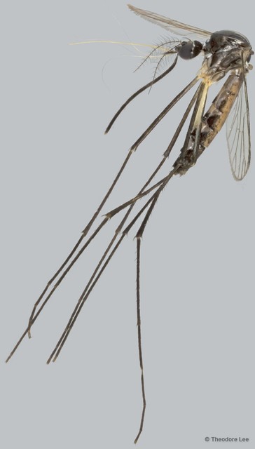 Zeugnomyia gracilis • © Theodore Lee • All Rights Reserved