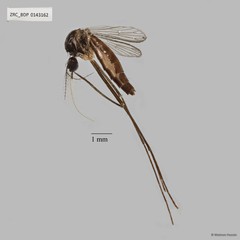 Zeugnomyia gracilis • © Maimon Hussin • All Rights Reserved