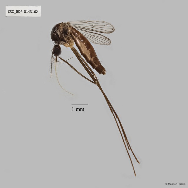 Zeugnomyia gracilis