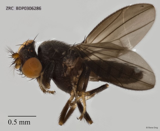Diastatidae sp. "cf. Diastata ZRCBDP0306286" • © Rene Ong • All Rights Reserved