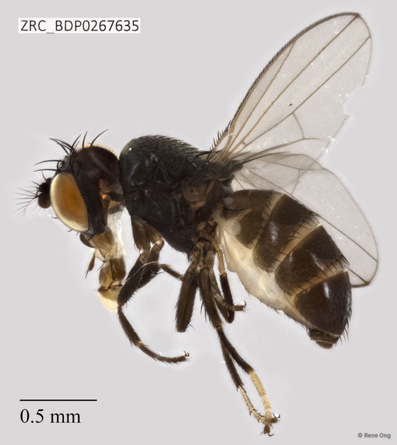 Diastatidae sp. "ZRCBDP0267635" • © Rene Ong • All Rights Reserved