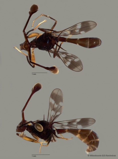 Diopsidae sp. "ZRCBDP0104852" • © Miteshravin S/O Ravindran • All Rights Reserved