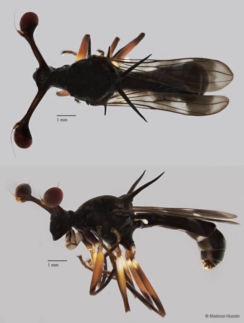 Diopsidae sp. "ZRCBDP0273273" • © Maimon Hussin • All Rights Reserved