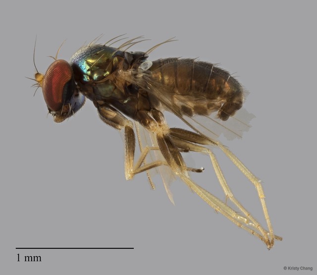 Dolichopodidae sp. "2" • © Kristy Chang • All Rights Reserved