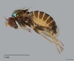 Dolichopodidae sp. "2" • © Kristy Chang • All Rights Reserved