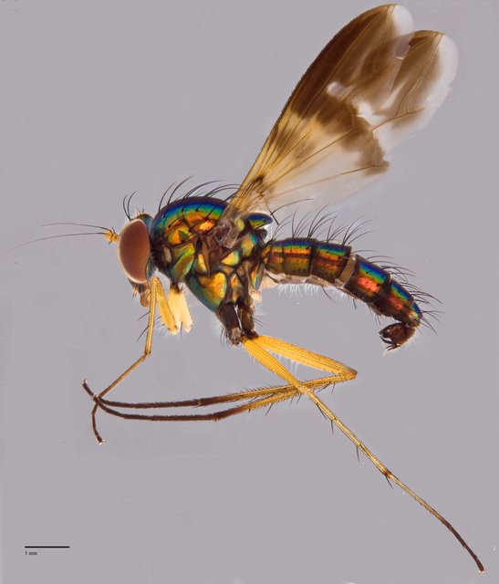 Sciapodinae sp. "BYC4" • © Jayanthi Puniamoorthy • All Rights Reserved
