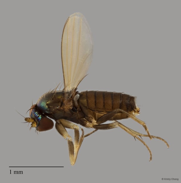 Dolichopodidae sp. "e91b8583" • © Kristy Chang • All Rights Reserved