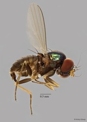 Dolichopodidae sp. "e91b8583" • © Kristy Chang • All Rights Reserved