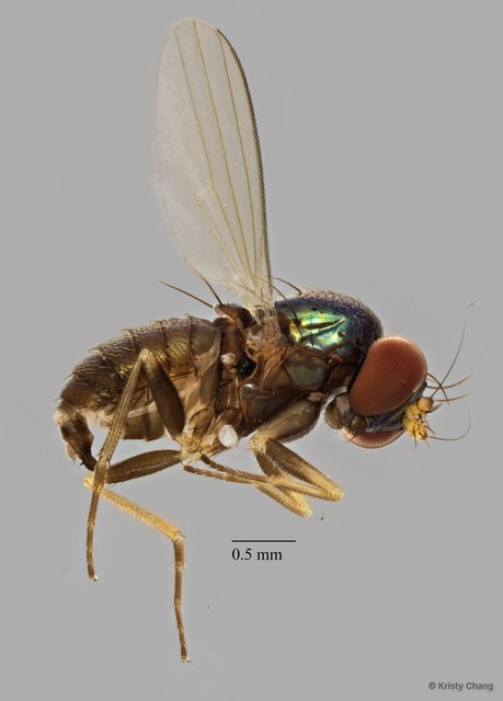 Dolichopodidae sp. "e91b8583"