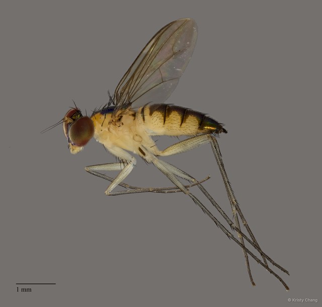 Sciapodinae sp. "newgenusheadless" • © Kristy Chang • All Rights Reserved