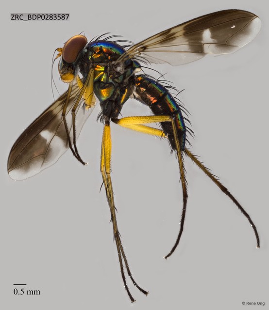 Dolichopodidae sp. "ZRCBDP0003941" • © Rene Ong • All Rights Reserved